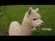 Alpaca CU 2 2825